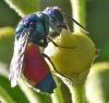 Chrysis splendidula